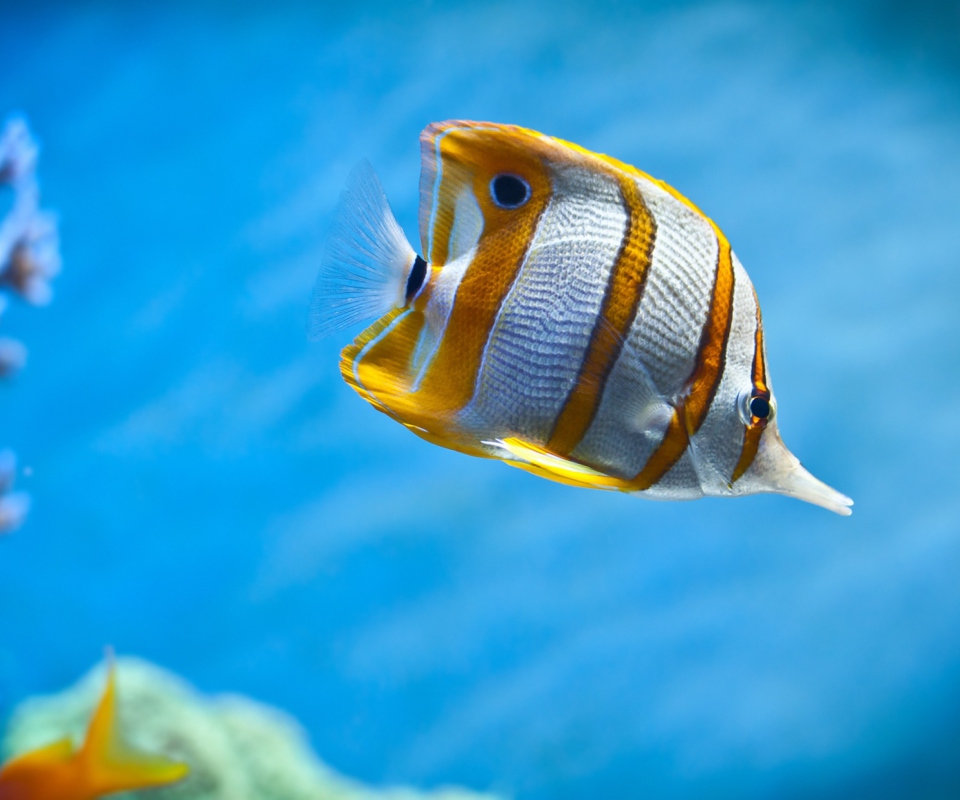 Das Copperband Butterfly Fish Wallpaper 960x800