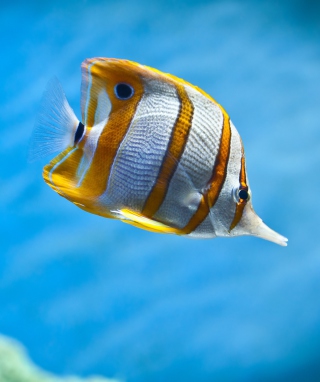 Copperband Butterfly Fish papel de parede para celular para iPhone 6 Plus