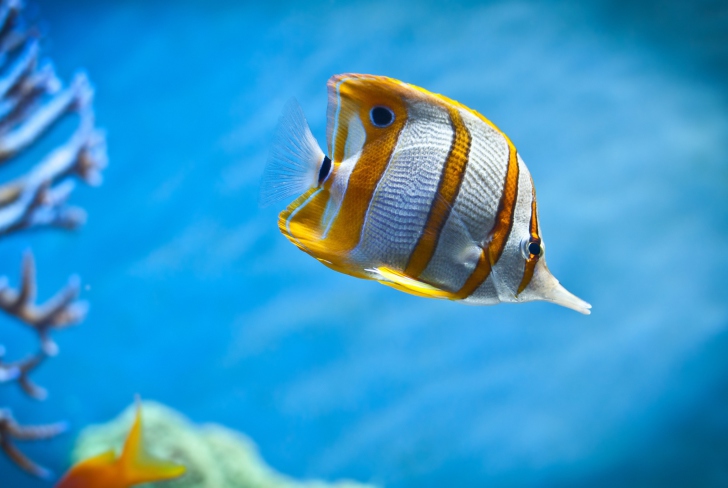 Copperband Butterfly Fish wallpaper