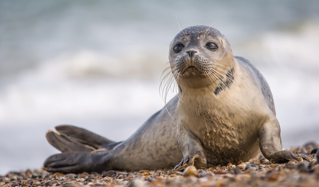 Das Seal on Coast Wallpaper 1024x600