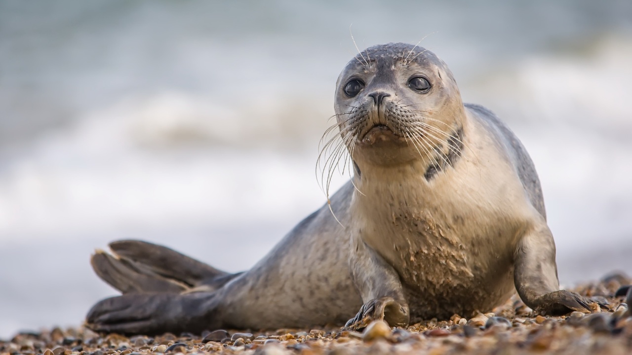 Seal on Coast wallpaper 1280x720