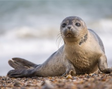 Seal on Coast wallpaper 220x176