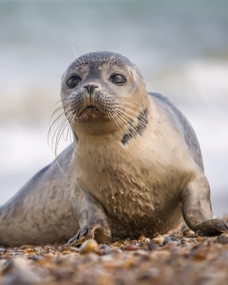 Free Seal on Coast Picture for 240x320
