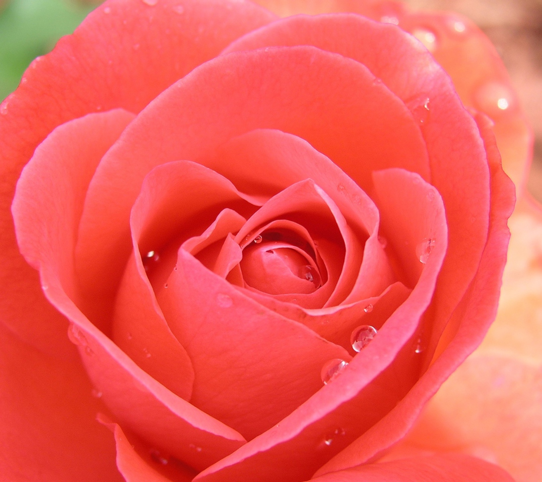 Sfondi Gorgeous Rose 1080x960