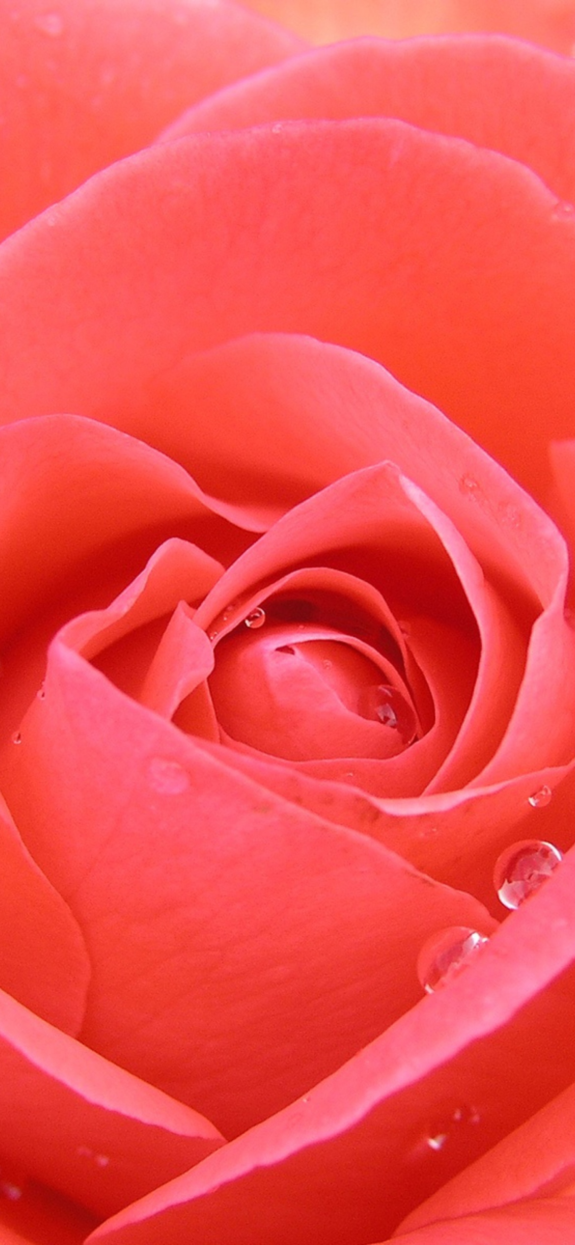 Gorgeous Rose wallpaper 1170x2532