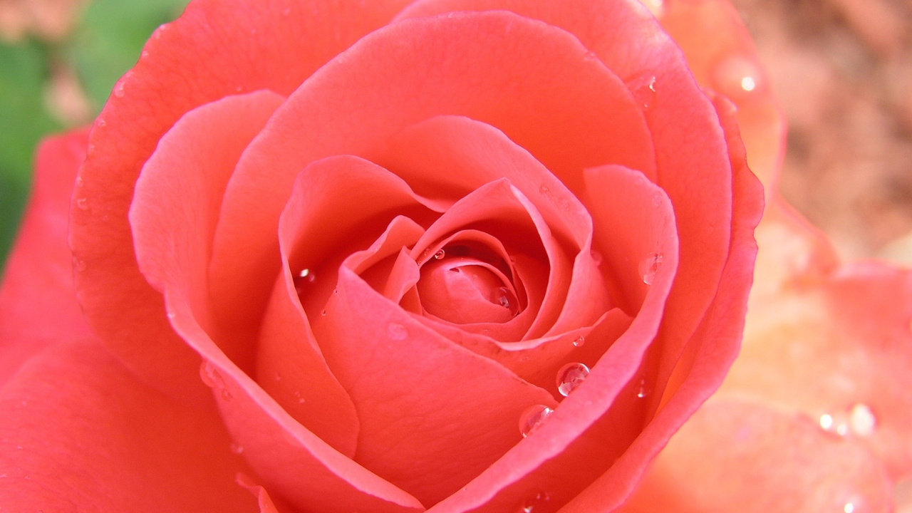 Das Gorgeous Rose Wallpaper 1280x720