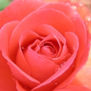 Обои Gorgeous Rose 128x128