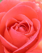 Das Gorgeous Rose Wallpaper 176x220