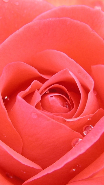 Das Gorgeous Rose Wallpaper 360x640