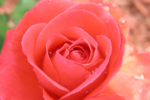 Das Gorgeous Rose Wallpaper 480x320