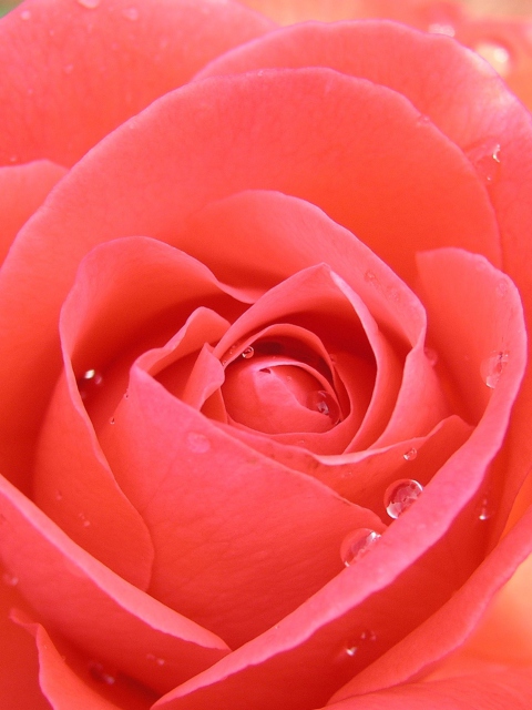 Das Gorgeous Rose Wallpaper 480x640