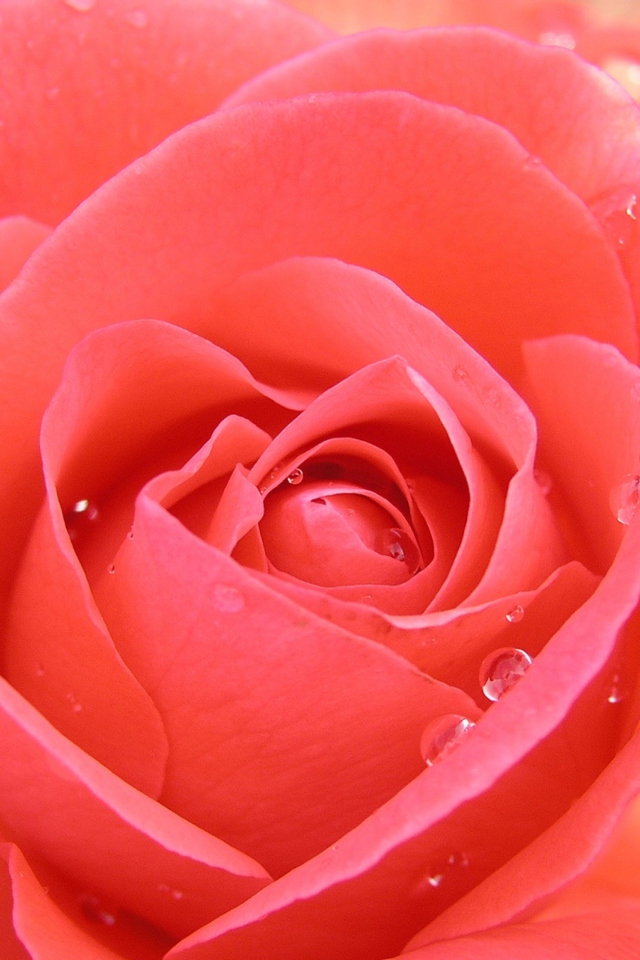 Обои Gorgeous Rose 640x960