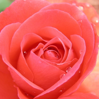 Kostenloses Gorgeous Rose Wallpaper für 128x128