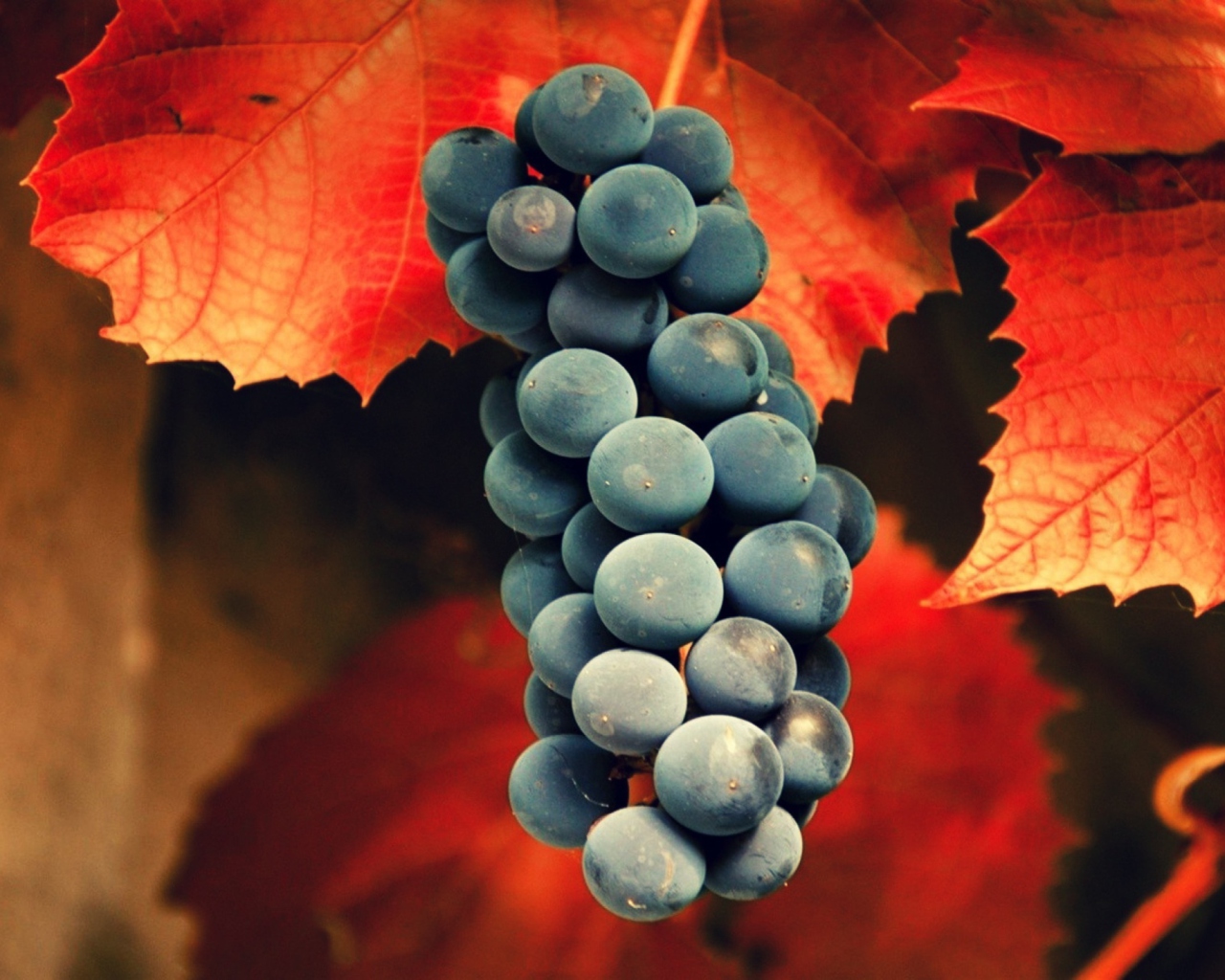 Screenshot №1 pro téma Grapes 1280x1024