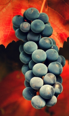 Grapes screenshot #1 240x400