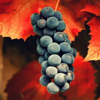 Free Grapes Picture for iPad 2