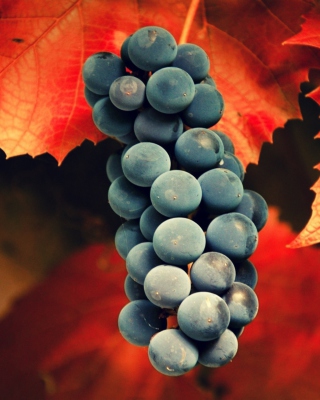 Grapes - Obrázkek zdarma pro 320x480