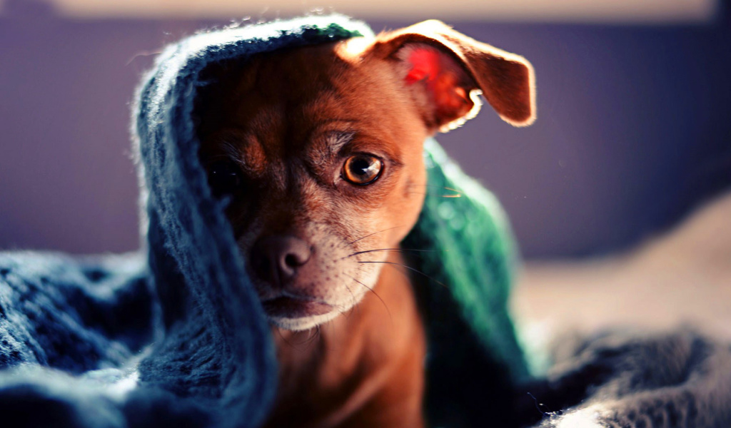 Обои Puppy Under Scarf 1024x600