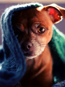 Puppy Under Scarf wallpaper 132x176