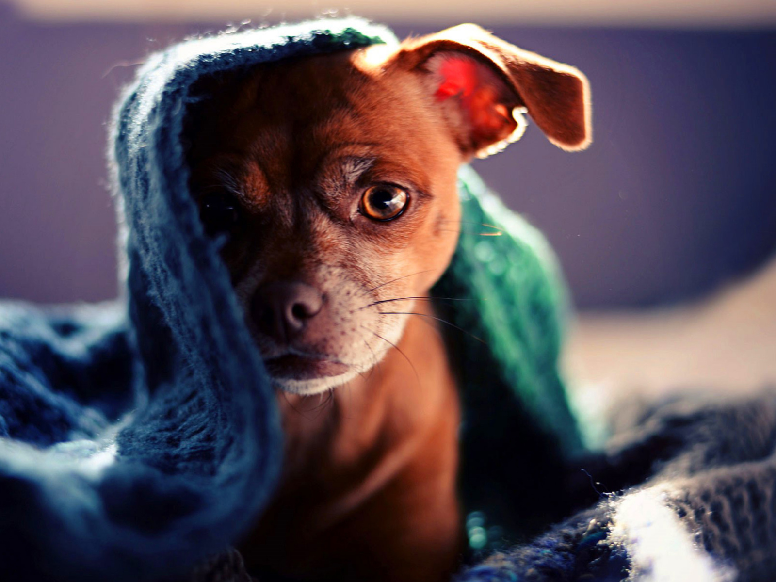 Fondo de pantalla Puppy Under Scarf 1600x1200