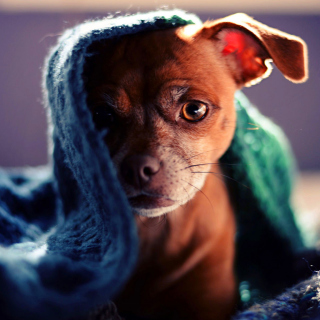 Puppy Under Scarf - Fondos de pantalla gratis para iPad