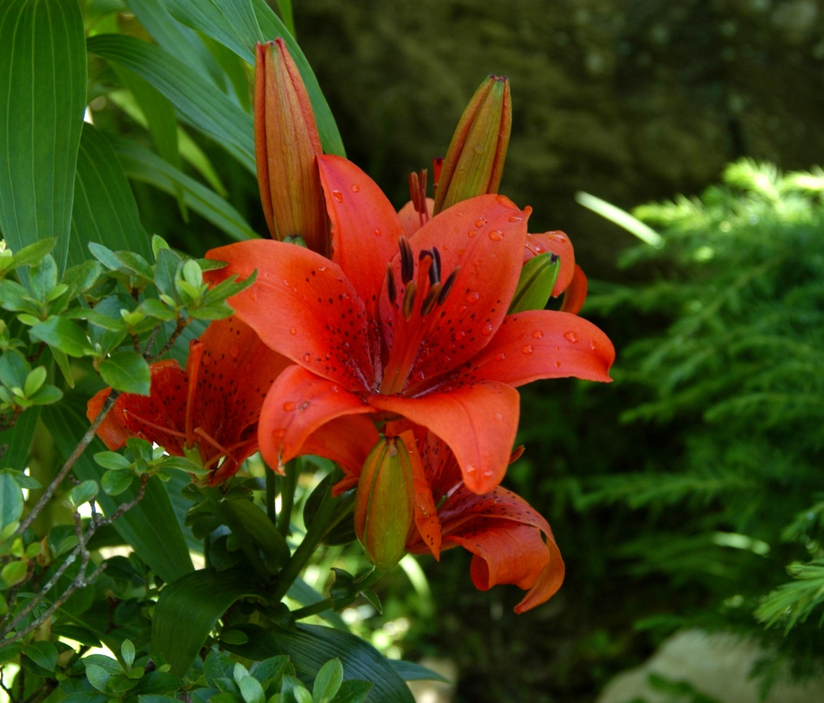 Red Lilies wallpaper 1200x1024