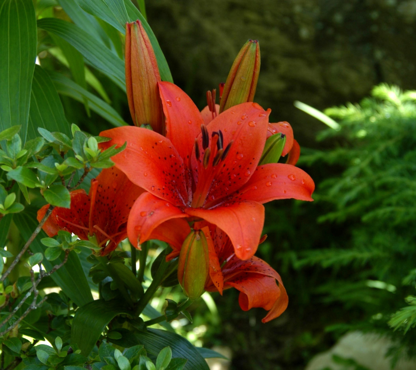 Das Red Lilies Wallpaper 1440x1280