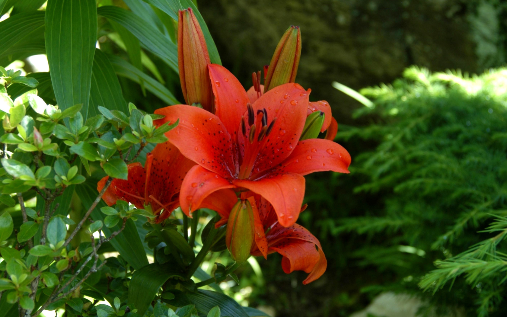 Red Lilies wallpaper 1680x1050