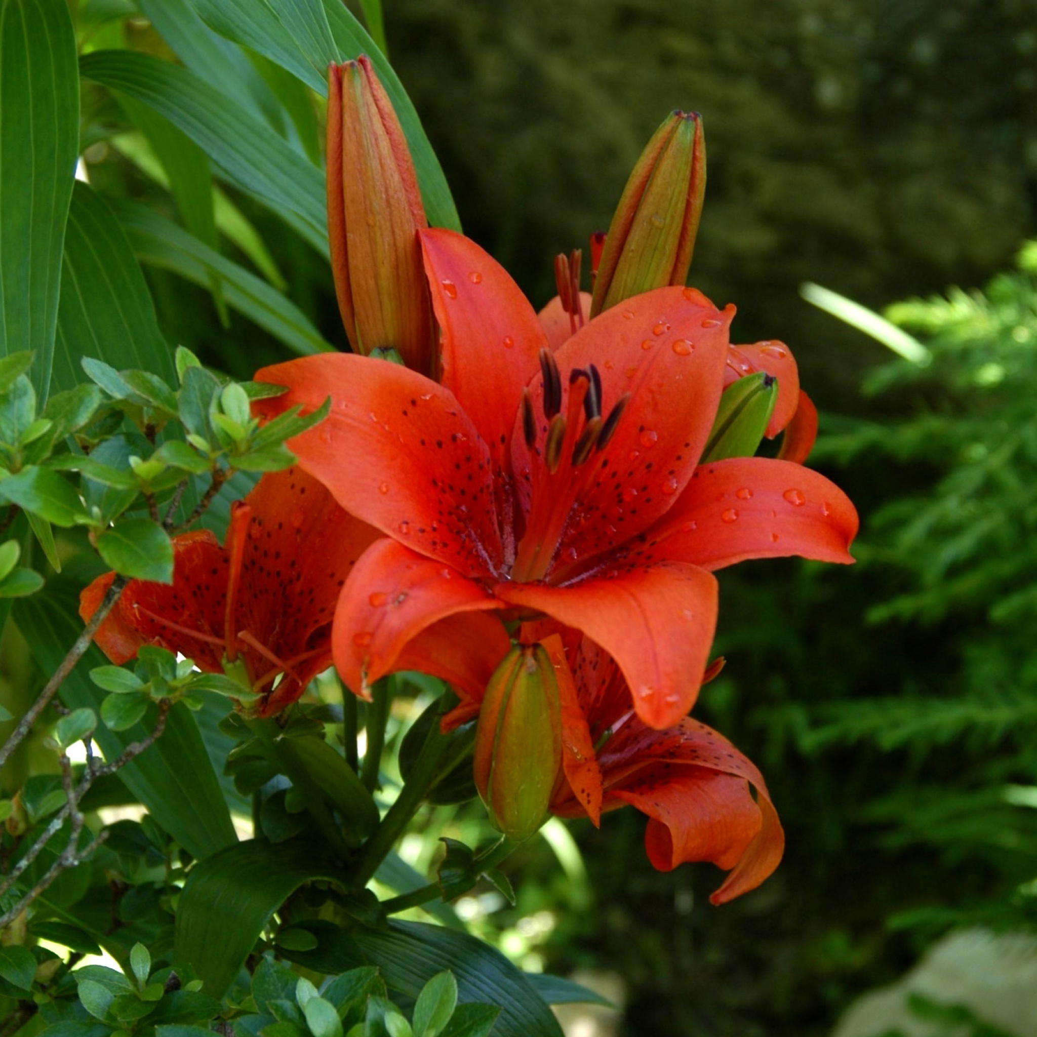 Red Lilies wallpaper 2048x2048