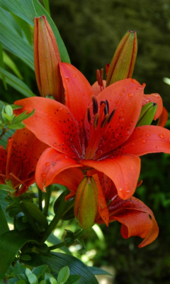 Das Red Lilies Wallpaper 240x400