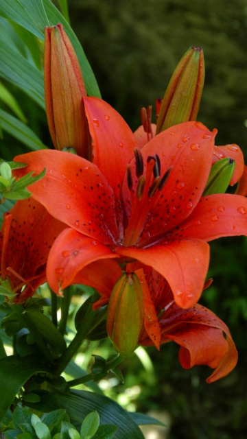 Обои Red Lilies 360x640