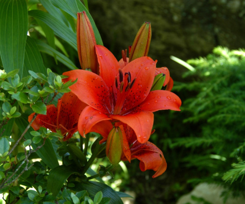 Red Lilies wallpaper 480x400