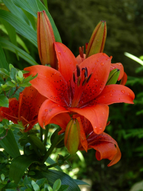 Red Lilies wallpaper 480x640