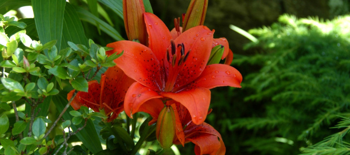 Red Lilies wallpaper 720x320