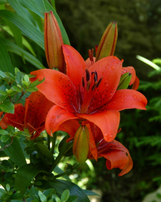 Red Lilies Background for 240x320