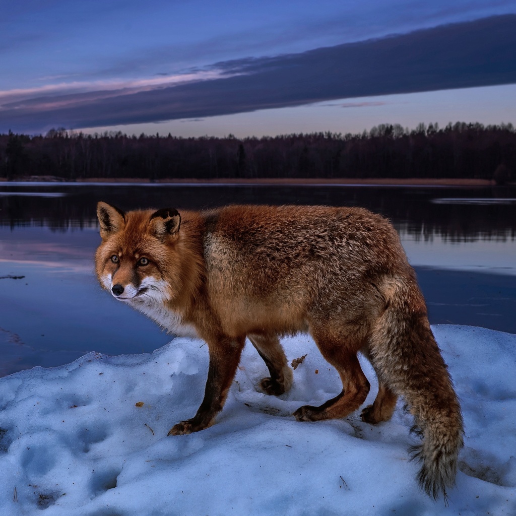 Das Fox In Snowy Forest Wallpaper 1024x1024