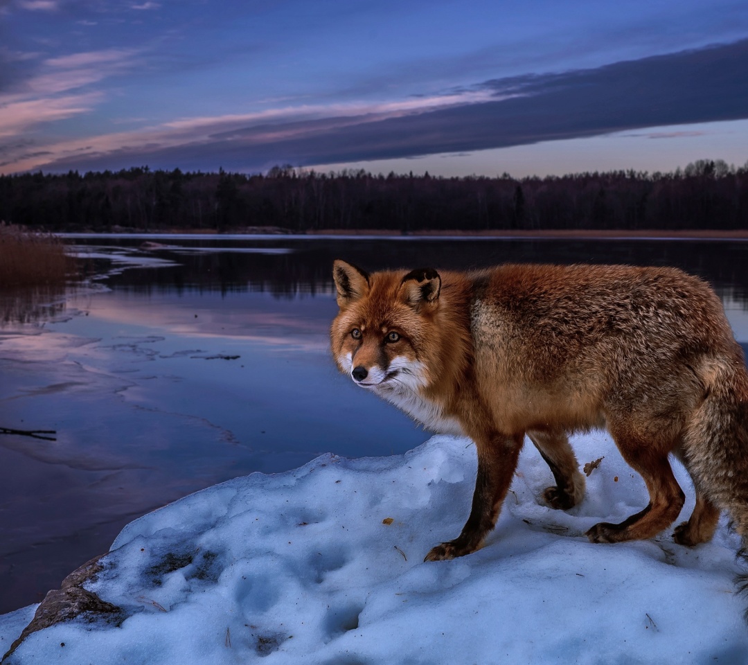 Das Fox In Snowy Forest Wallpaper 1080x960
