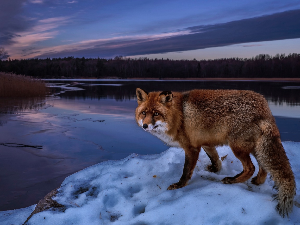 Das Fox In Snowy Forest Wallpaper 1152x864