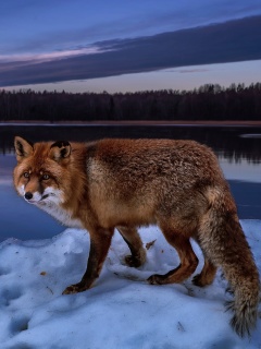 Das Fox In Snowy Forest Wallpaper 240x320