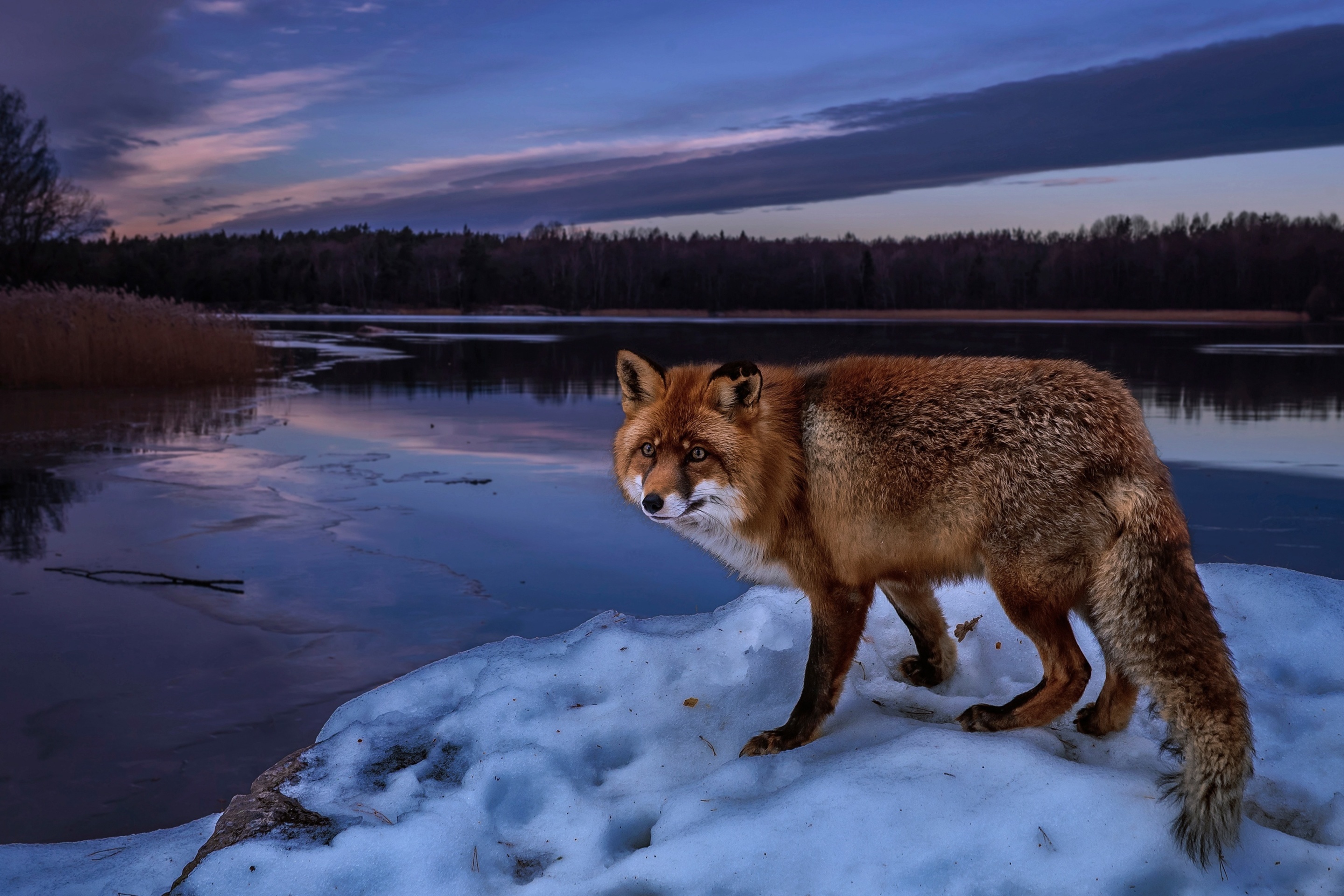 Das Fox In Snowy Forest Wallpaper 2880x1920