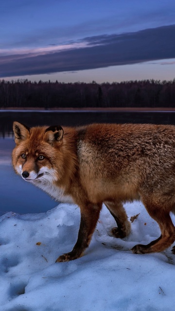 Das Fox In Snowy Forest Wallpaper 360x640