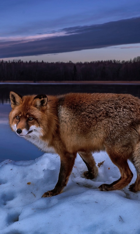 Das Fox In Snowy Forest Wallpaper 480x800