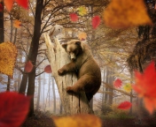 Screenshot №1 pro téma Bear In Autumn Forest 176x144