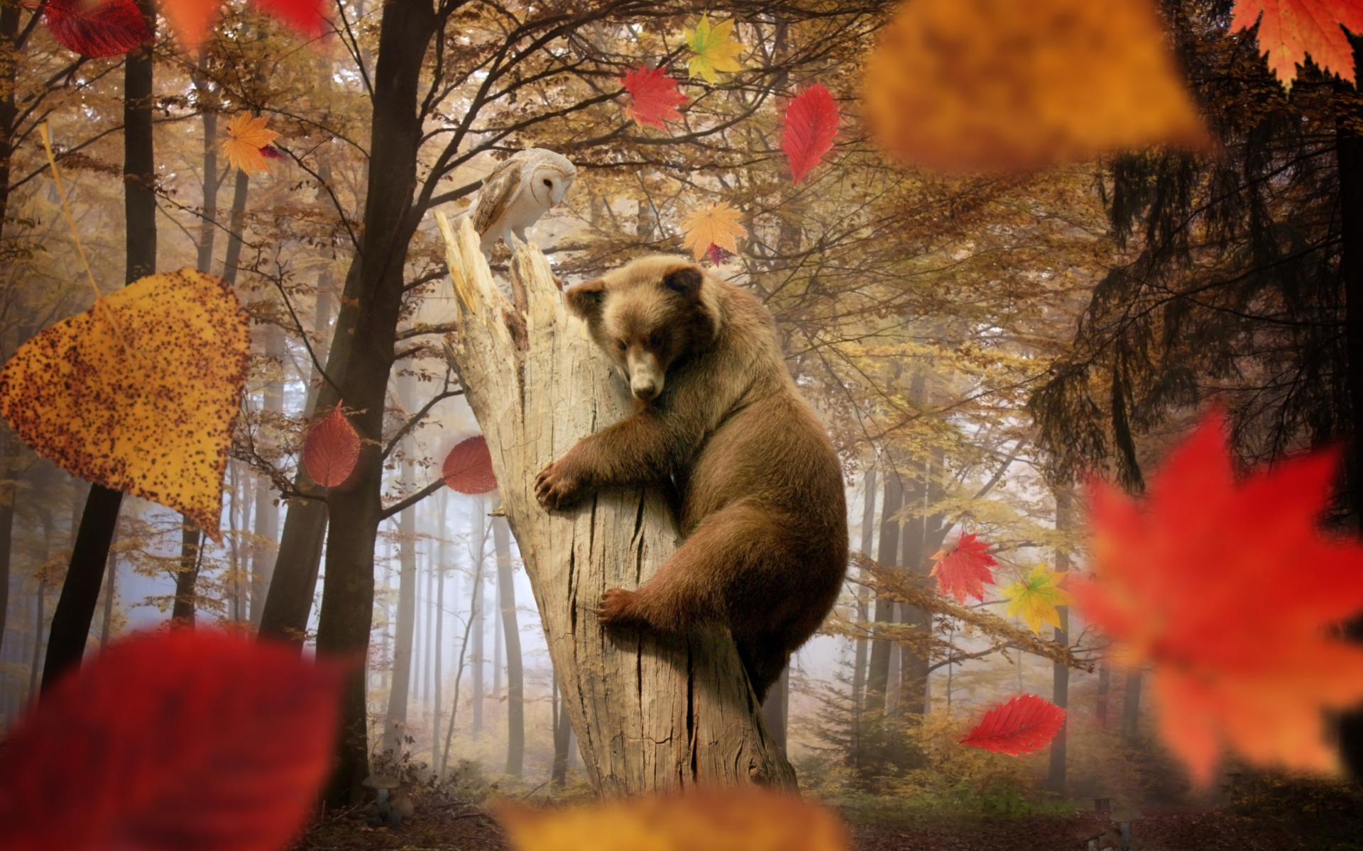 Обои Bear In Autumn Forest 1920x1200