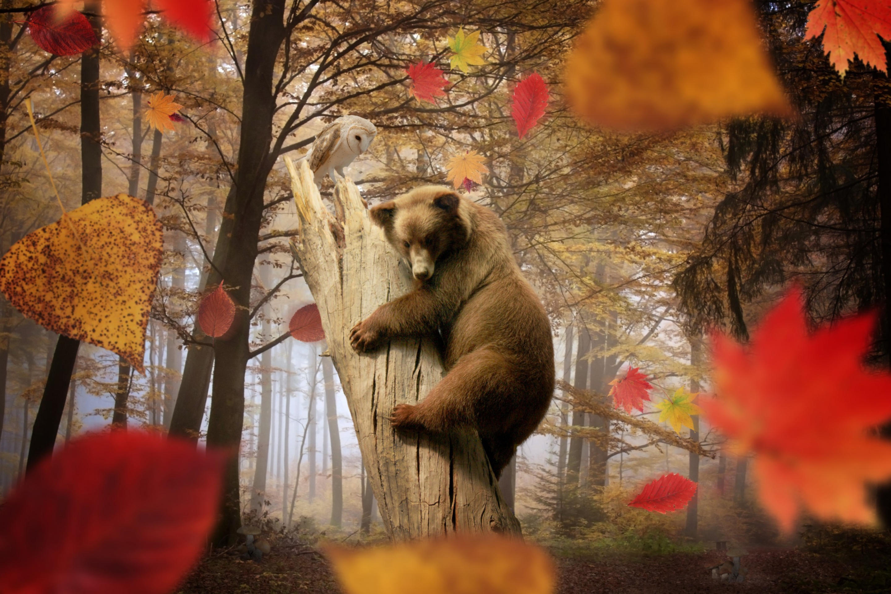 Bear In Autumn Forest wallpaper 2880x1920