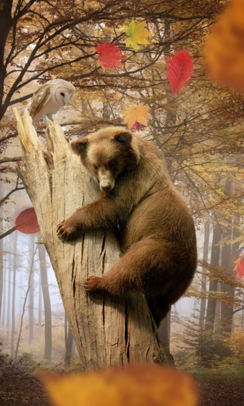 Das Bear In Autumn Forest Wallpaper 480x800
