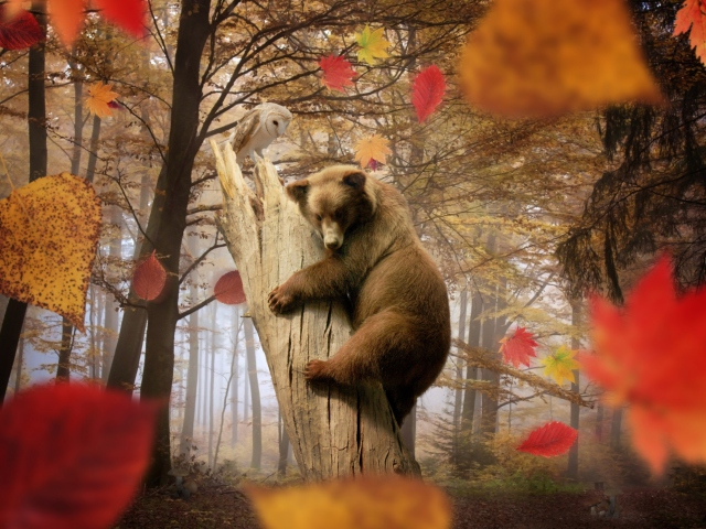 Das Bear In Autumn Forest Wallpaper 640x480