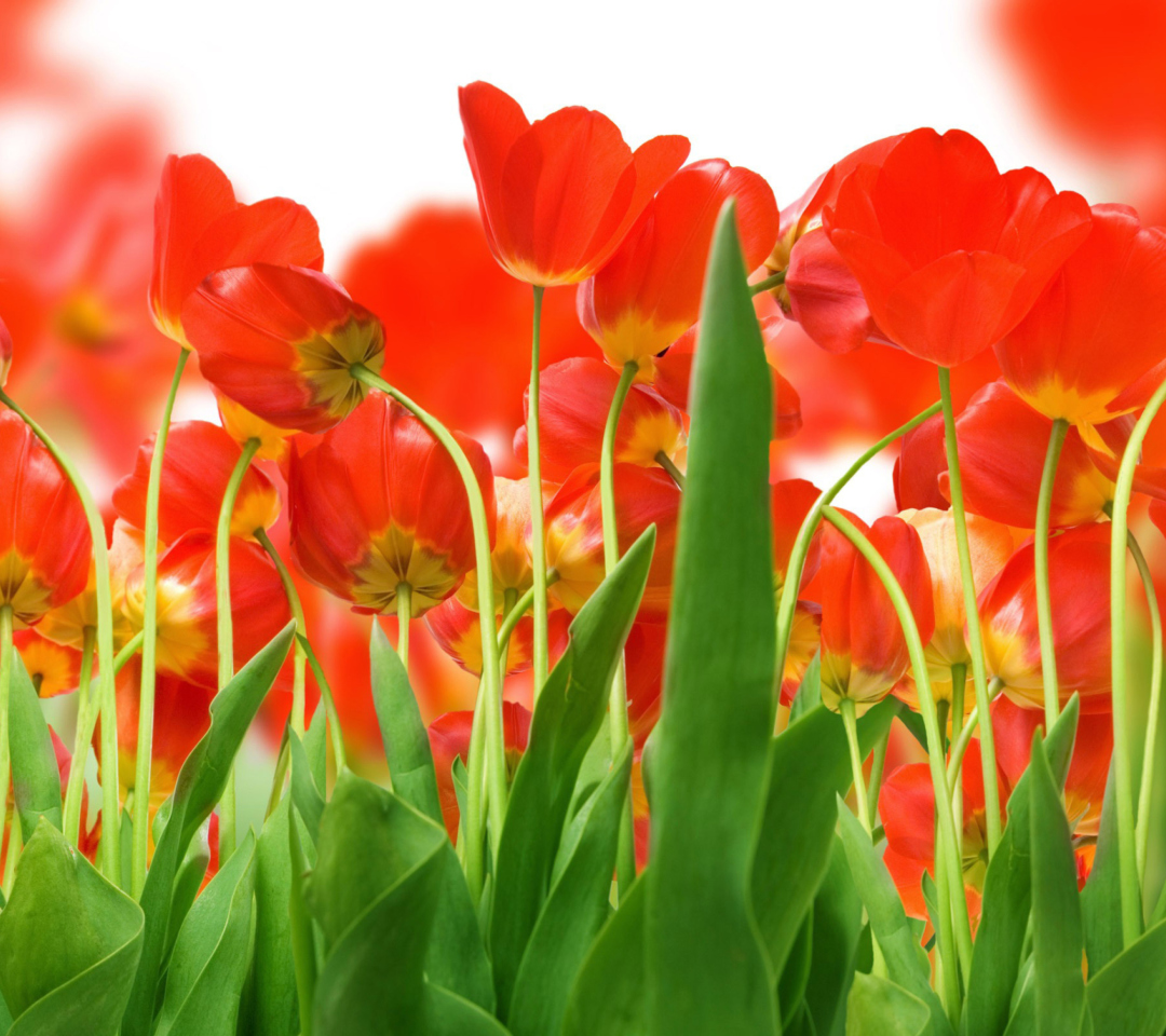 Red Tulips wallpaper 1080x960