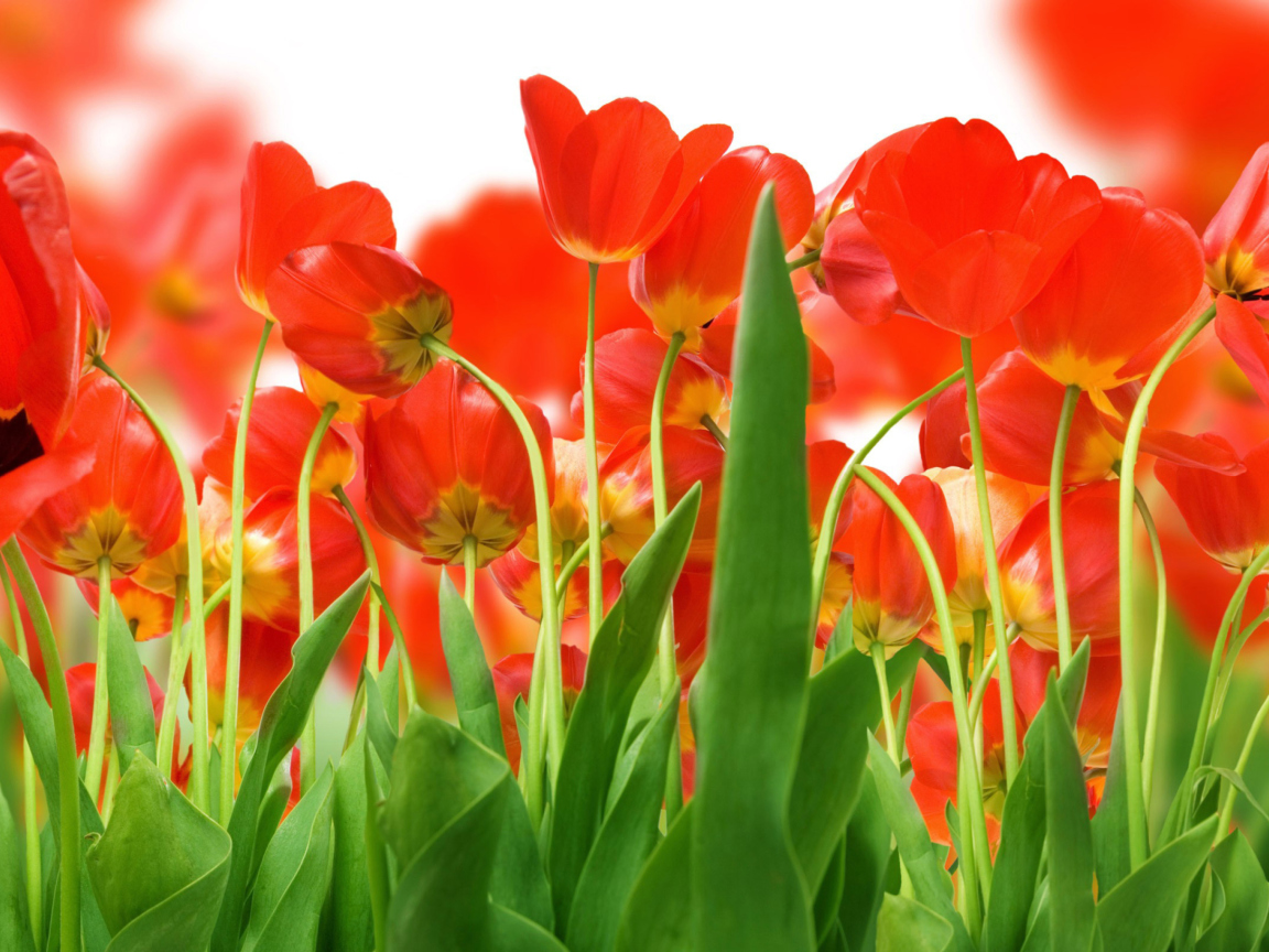 Das Red Tulips Wallpaper 1152x864