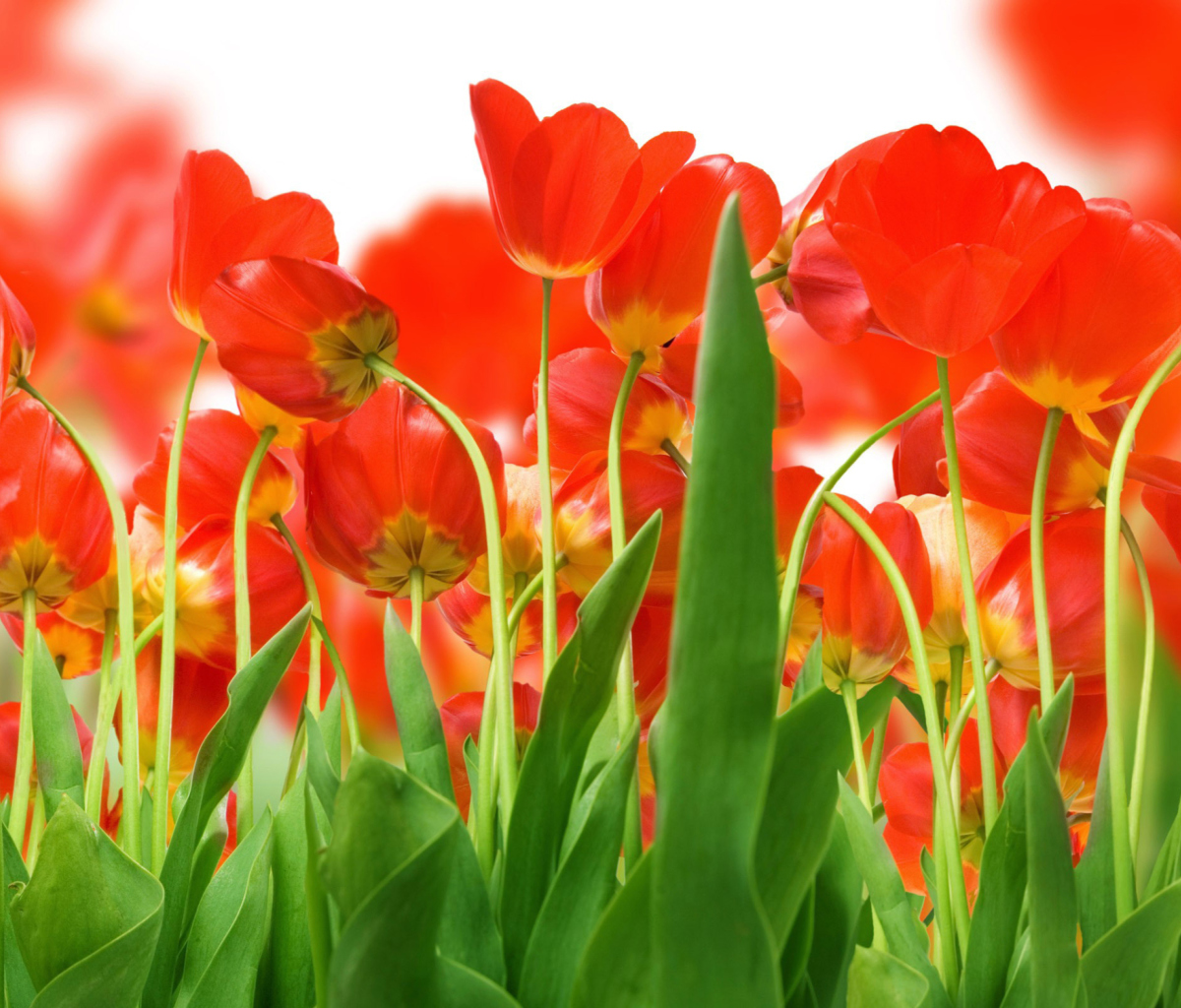 Red Tulips wallpaper 1200x1024